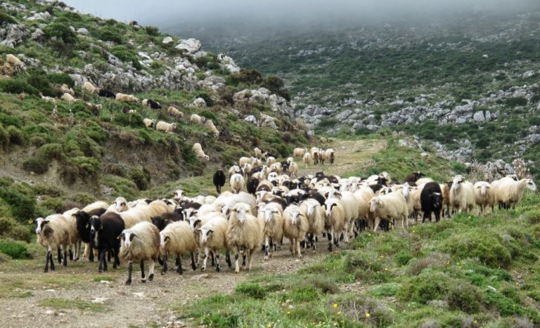Κλειδί Ημαθίας: Καταγγελία για κλοπή 75 αιγοπροβάτων από κτηνοτροφική μονάδα