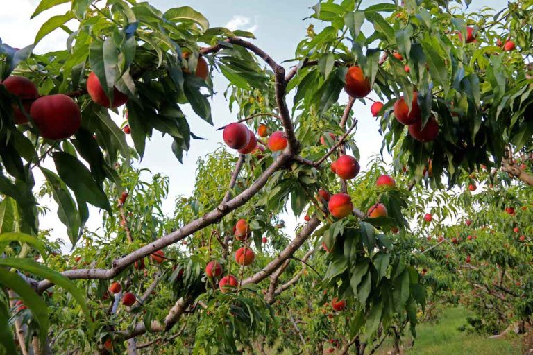 ΥπΑΑΤ: Πιστώθηκαν άμεσες ενισχύσεις 104,39 εκατ. ευρώ σε 63.588 δικαιούχους