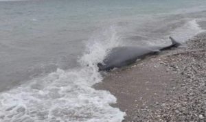 Νεκρή φάλαινα σε παραλία της Ρόδου