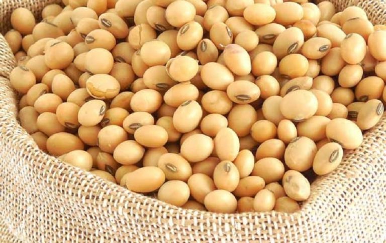 Έρευνα για παραγωγή σόγιας στην Ήπειρο