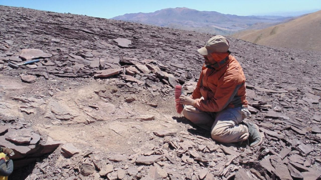Χιλή: Ανακαλύφθηκε «νεκροταφείο» πτερόσαυρων, ιπτάμενων πλασμάτων που ζούσαν με δεινόσαυρους