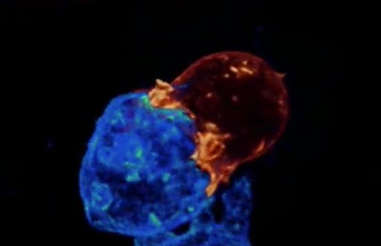Αποκαλυπτικό βίντεο: Πώς ένα Τ-λεμφοκύτταρο σκοτώνει τον καρκίνο