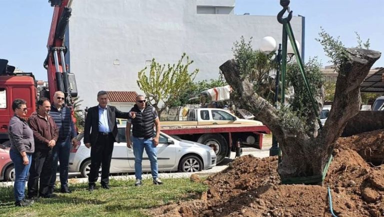 Υπεραιωνόβια ελιά μεταφυτεύθηκε στο ιστορικό και λαογραφικό μουσείο Κορίνθου