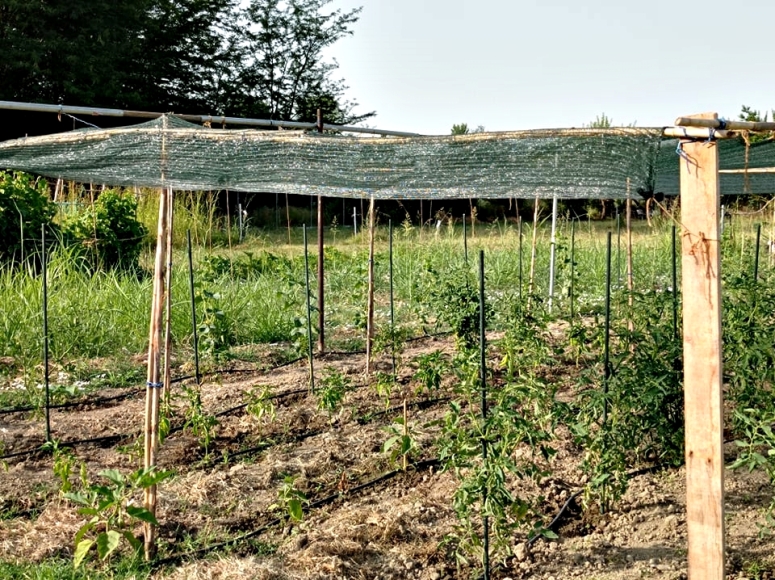 Σέρρες: Συνεχίζονται οι εγγραφές για τον Δημοτικό λαχανόκηπο