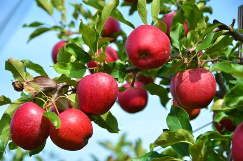 Σε απόγνωση οι μηλοπαραγωγοί της Αγιάς