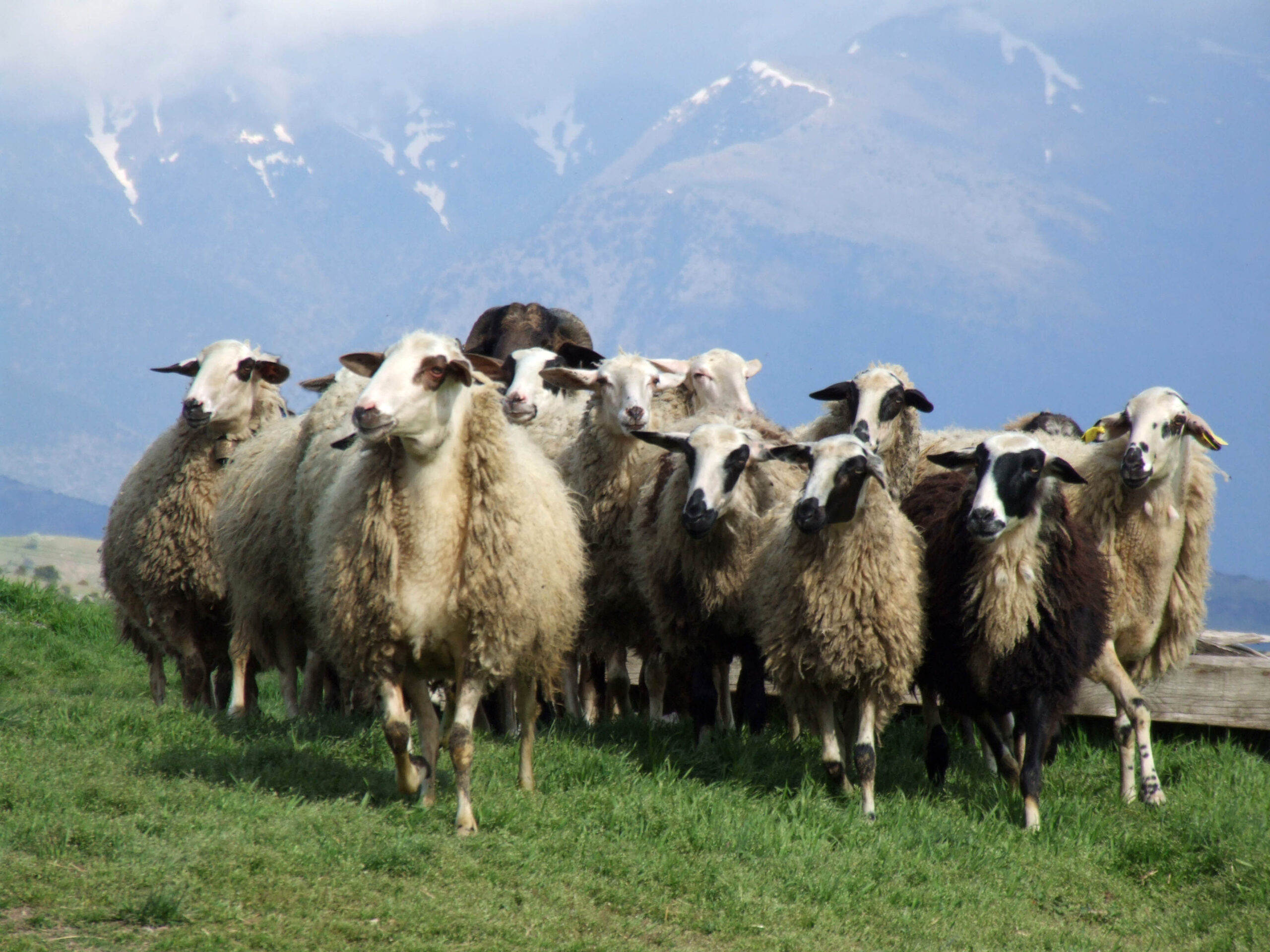 Ενισχύονται οι κτηνοτρόφοι με 90 εκατ. ευρώ για να αντιμετωπίσουν το κόστος παραγωγής