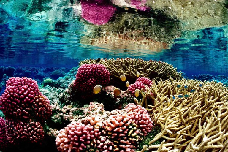 Έρευνα: Τα κοράλλια και οι θαλάσσιες ανεμώνες μετατρέπουν τα αντηλιακά σε τοξίνες (long read)