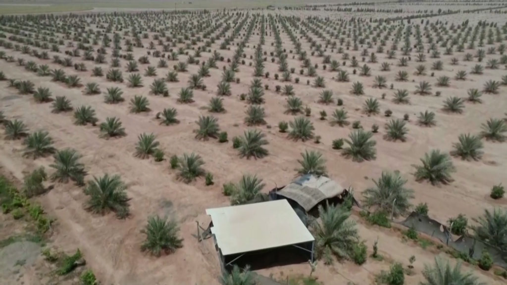 Σήκωσαν «πράσινο» τείχος προστασίας στις αμμοθύελλες και την ερημοποίηση (video)