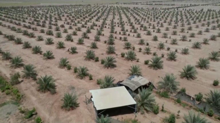 Σήκωσαν «πράσινο» τείχος προστασίας στις αμμοθύελλες και την ερημοποίηση (video)