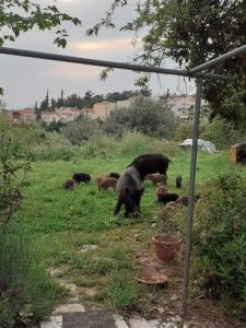 Θεσσαλονίκη: Αγριογούρουνα κάνουν βόλτες μαζί με τα μικρά τους σε αυλή σπιτιού στο Πανόραμα!