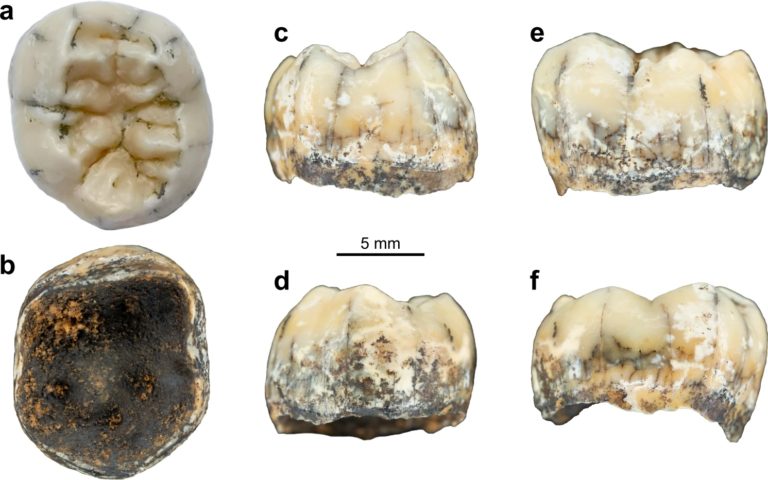 Τι αποκάλυψε για τους Ντενίσοβαν ένα παιδικό δόντι ηλικίας 130.000 ετών