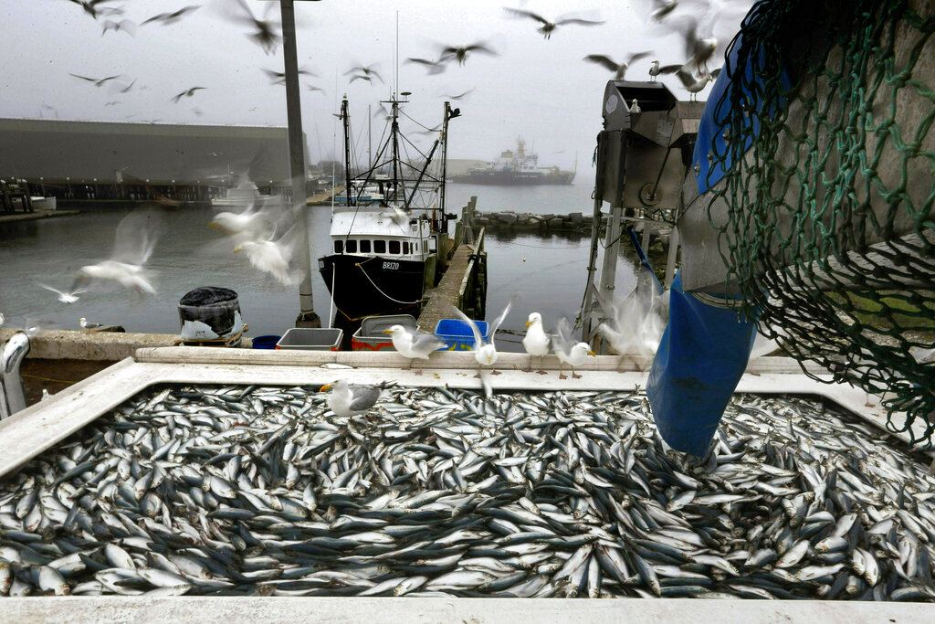 ΕΚ: Εγκρίθηκε η σύμπραξη αλιείας ΕΕ-Μαυριτανίας που θα συμβάλει στην βιώσιμη αλιεία