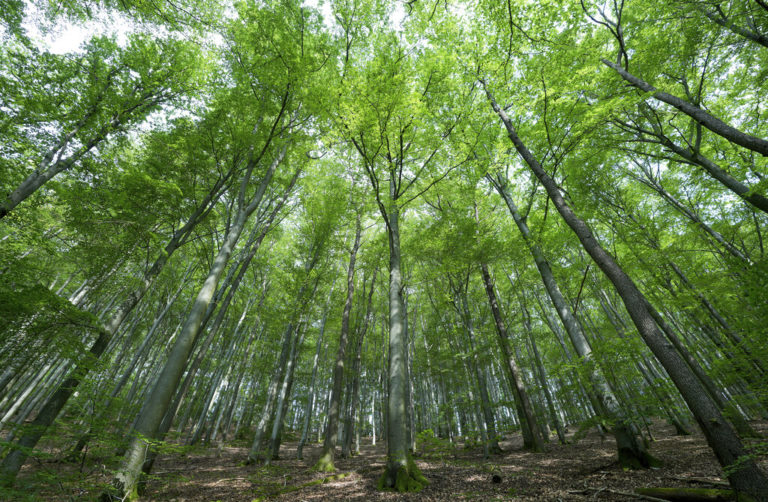 ΕΚ: Ανάγκη ίδρυσης Παρατηρητήριου Δασών της ΕΕ για να βοηθήσει στην αντιμετώπιση της παράνομης υλοτομίας
