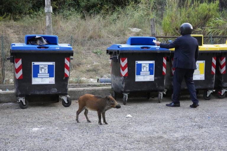 Ιταλία: Κρούσματα πανώλης των χοίρων σε πάρκο της Ρώμης – Θανάτωση αγριόχοιρων για να διασωθεί ο κτηνοτροφικός τομέας