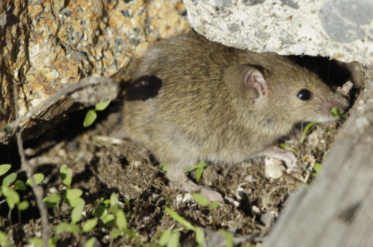 Γαλλία: Τα ποντίκια των πόλεων αναμφίβολα δεν θα είναι η αιτία της επόμενης πανδημίας