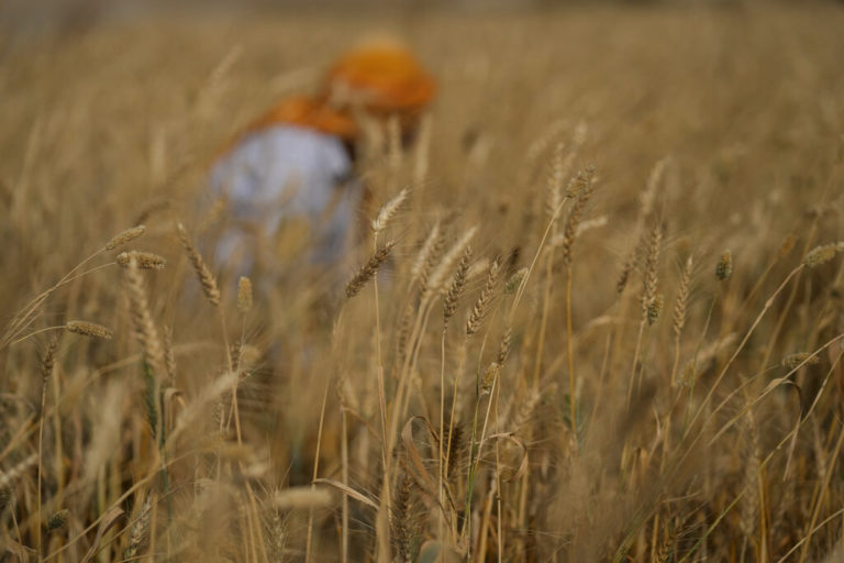 Παρατηρητήριο ASAP της ΕΕ: Αναμένεται χαμηλή παραγωγή χειμερινών δημητριακών στη Βόρεια Αφρική και τη Μέση Ανατολή