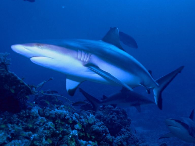 Αυστραλία: Drone κατέγραψε δεκάδες καρχαρίες να τρέφονται από το κουφάρι μιας μεγάπτερης φάλαινας