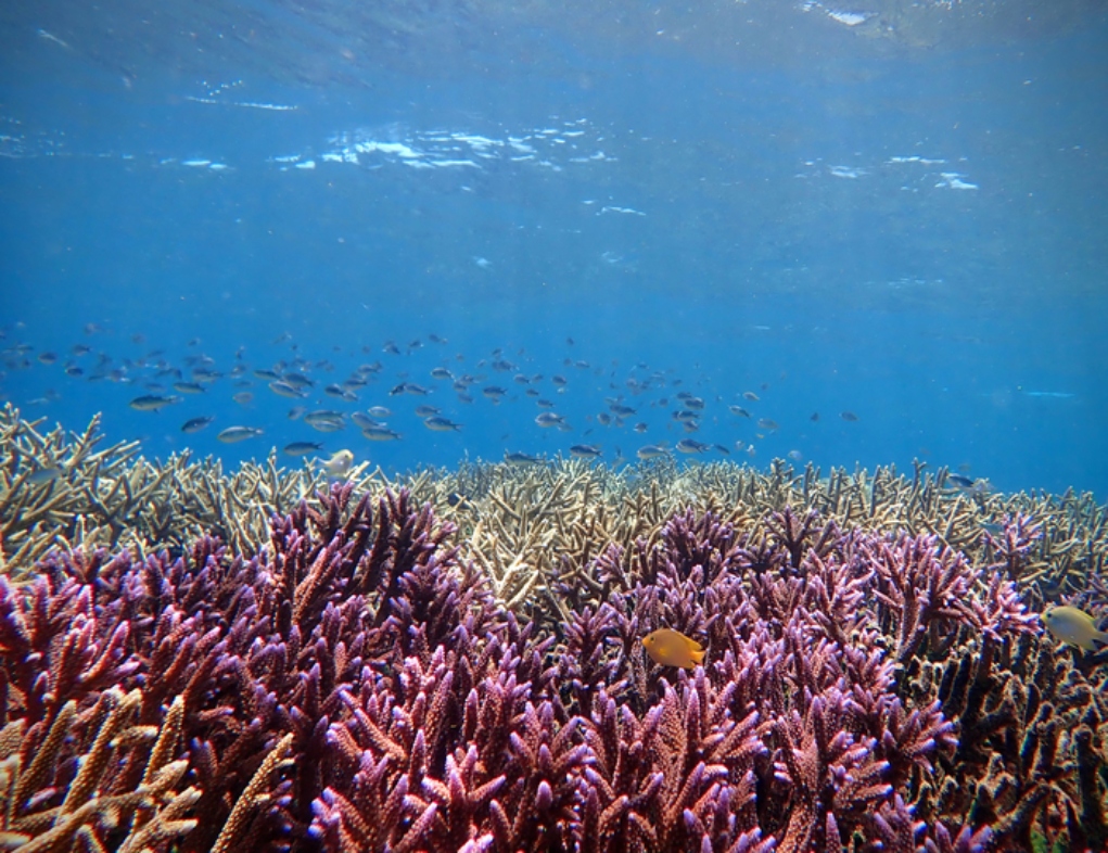 Σύστημα τεχνητής νοημοσύνης έμαθε το «τραγούδι» των κοραλλιογενών υφάλων για να παρακολουθεί την υγεία τους