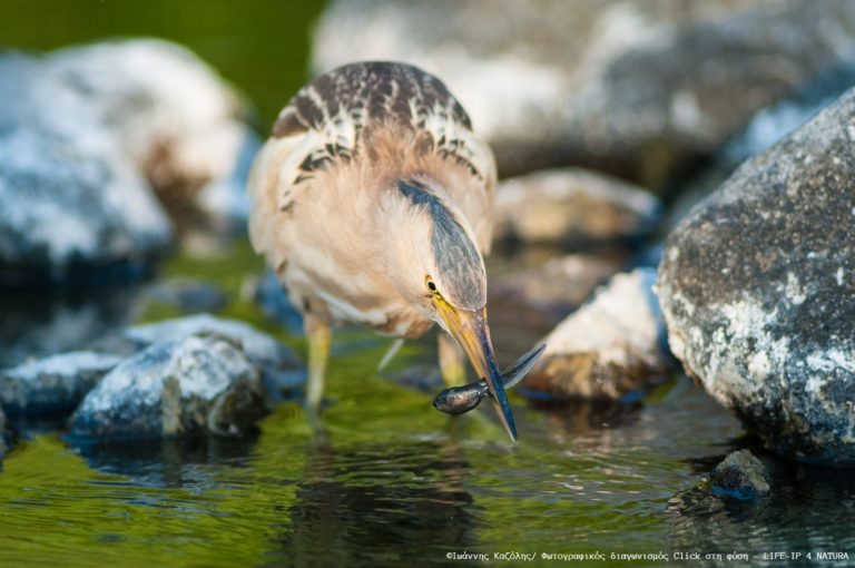 Ευρωπαϊκή Ημέρα Natura 2000: Μια γιορτή για την προστασία της φύσης