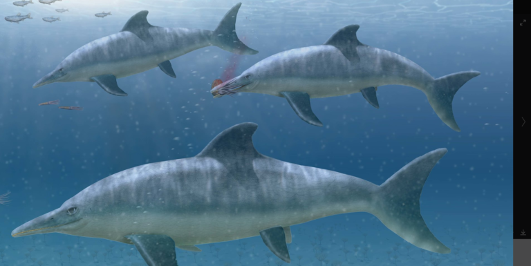 Τα δελφίνια της… Ελβετίας: Απολιθώματα αποκαλύπτουν άγνωστους πρωταγωνιστές του προϊστορικού υποβρύχιου παρελθόντος