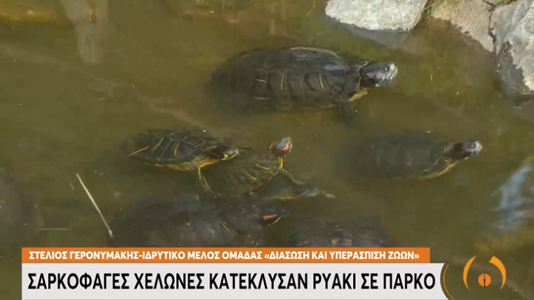 Θεσσαλονίκη: Σαρκοφάγες χελώνες κατέκλυσαν ρυάκι σε πάρκο