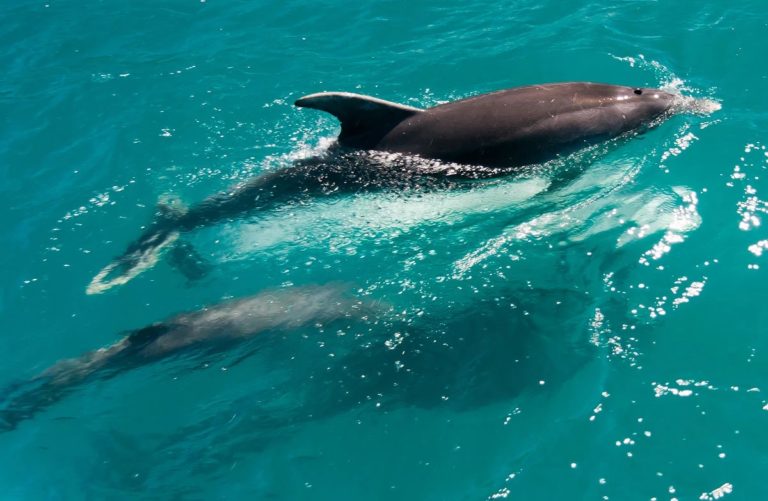 Έρευνα: Τα δελφίνια θεραπεύουν τις δερματικές τους παθήσεις στα κοράλλια