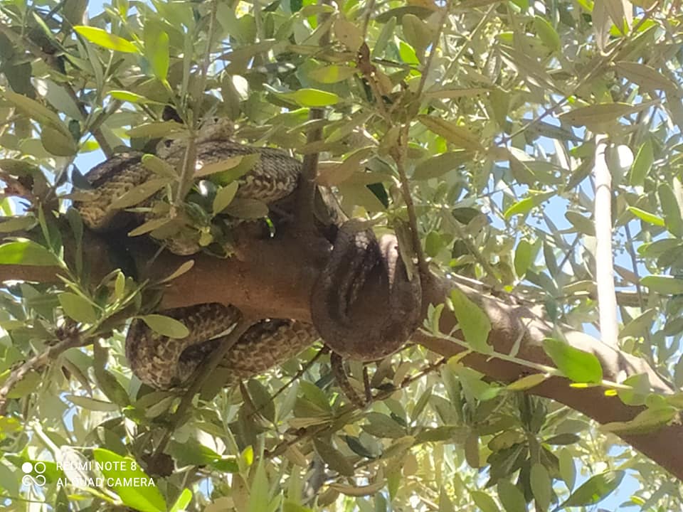 Μεσσηνία: Αγρότης βρήκε 2 μεγάλα φίδια να κρέμονται σε ελαιόδεντρο