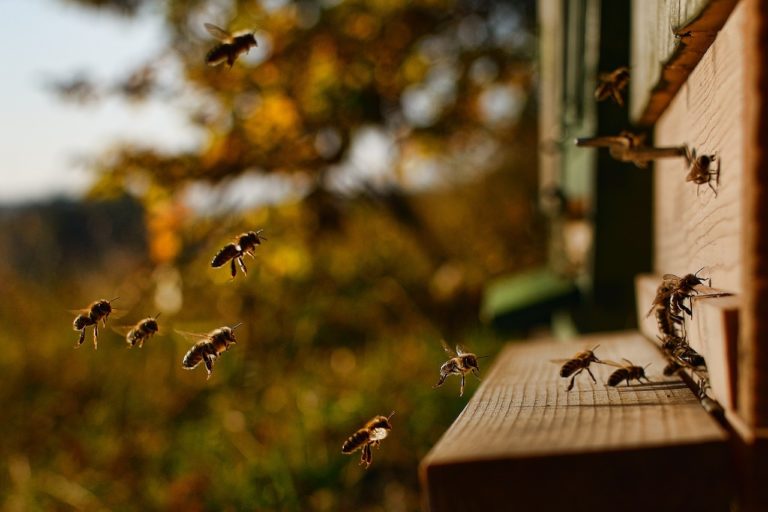 Ο «μηχανισμός» του πετάγματος των μελισσών και η σχέση του με τους αστροναύτες