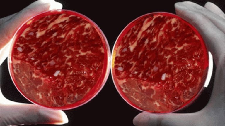 Τεχνητό κρέας: «Λύση» για το περιβάλλον, την απώλεια δέντρων και τη ρύπανση