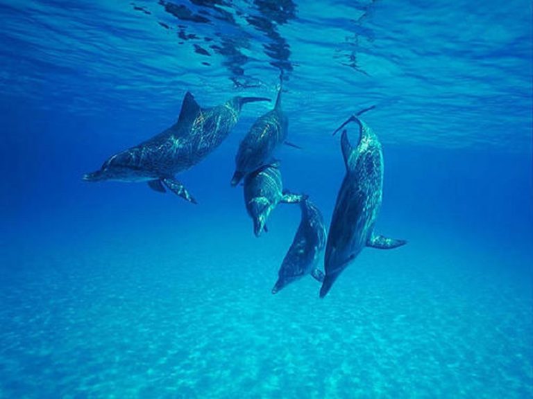 Science Advances: Πώς ξεχωρίζουν τους «φίλους» τα δελφίνια