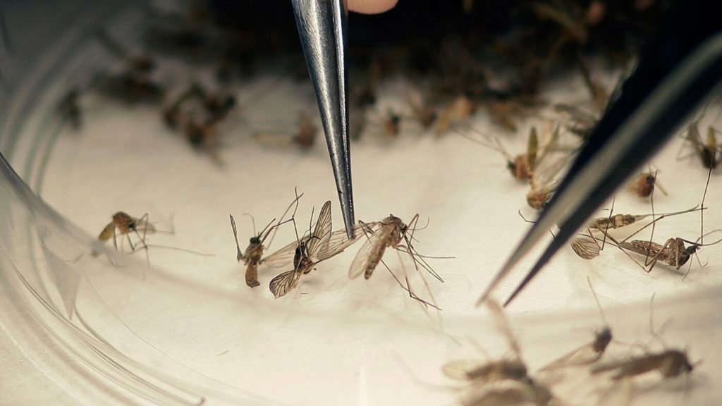 Αλεξανδρούπολη: Μελέτη του ΔΠΘ για τα κουνούπια και τους ιούς που μεταφέρουν