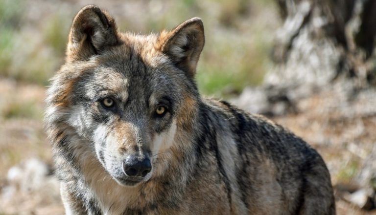 Πτολεμαΐδα: Πολυάριθμη αγέλη  λύκων παραμονεύει έξω από κτηνοτροφικές μονάδες