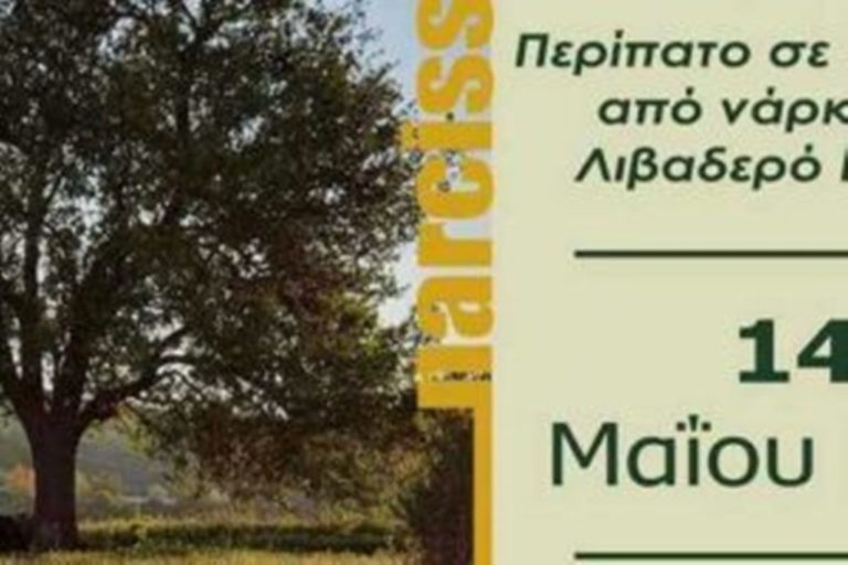 Περίπατος σε ένα λιβάδι από νάρκισσους στο Λιβαδερό Κοζάνης