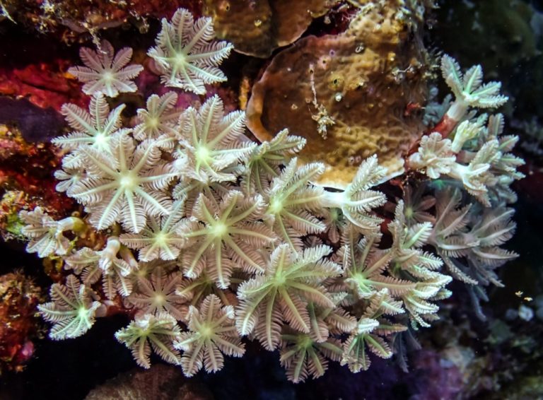 Επιστήμονες ανακάλυψαν αντικαρκινική ουσία στα κοράλλια