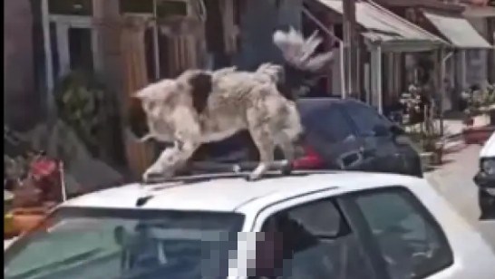 Καρδίτσα: Σύλληψη του άνδρα που ανέβασε σκύλο σε οροφή αυτοκινήτου εν κινήσει (video)