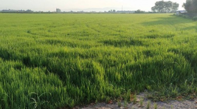 Αγρότες: Σε ΦΕΚ η απόφαση για την καλλιέργεια εκτάσεων υπό αγρανάπαυση για το 2022