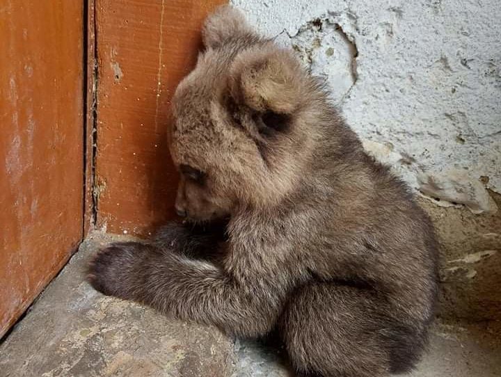 Φλώρινα: Απροσδόκητος επισκέπτης στον Πολυπόταμο ενα μικρό αρκουδάκι