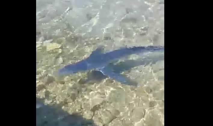 Αιτωλοακαρνανία: Εμφανίστηκε “κοσμοπολίτης” γαλάζιος καρχαρίας στο Μύτικα (βίντεο)