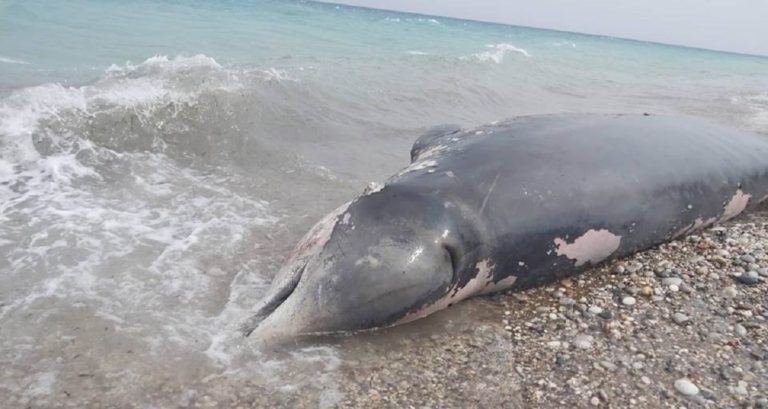 Φάλαινα εντοπίστηκε νεκρή στη Ρόδο – Είχε καταπιεί 15 κιλά πλαστικό