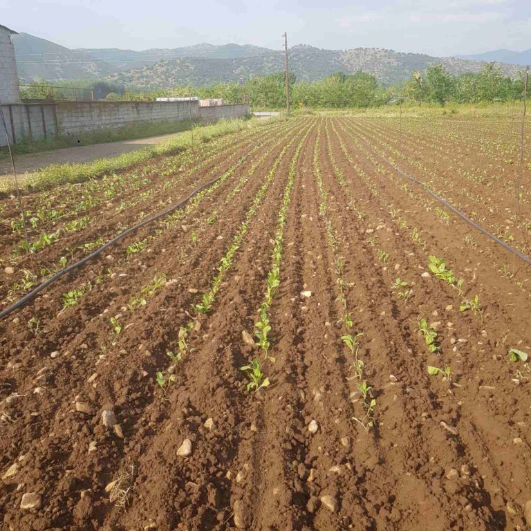 Σε απόγνωση οι καλλιεργητές στο σεισμόπληκτο Μεσοχώρι Ελασσόνας