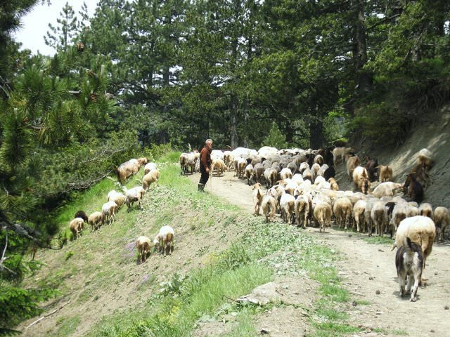 ΕΛΓΟ Δήμητρα: Αύξηση εισαγωγών γάλακτος και μείωση της εγχώριας παραγωγής