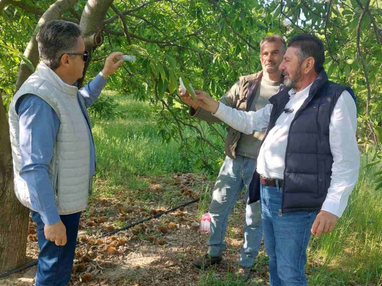 Ξεκίνησε η βιολογική καταπολέμηση της σφήκας της καστανιάς στη Θεσσαλία