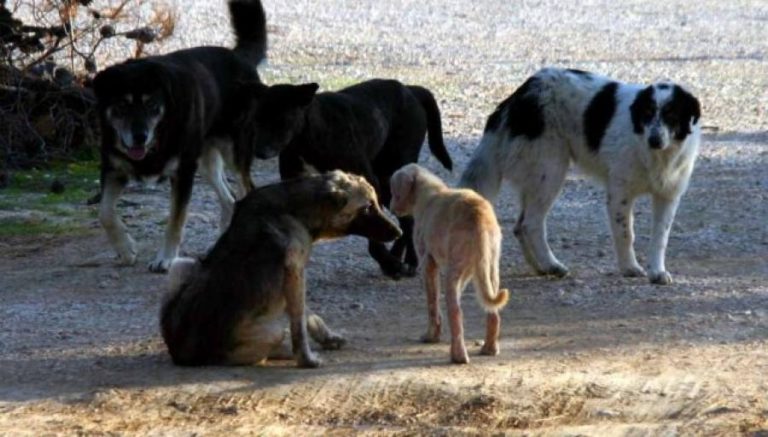 Βόλος: Παρέμβαση εισαγγελέα για αδέσποτα σκυλιά στην περιοχή Αγίου Ονουφρίου