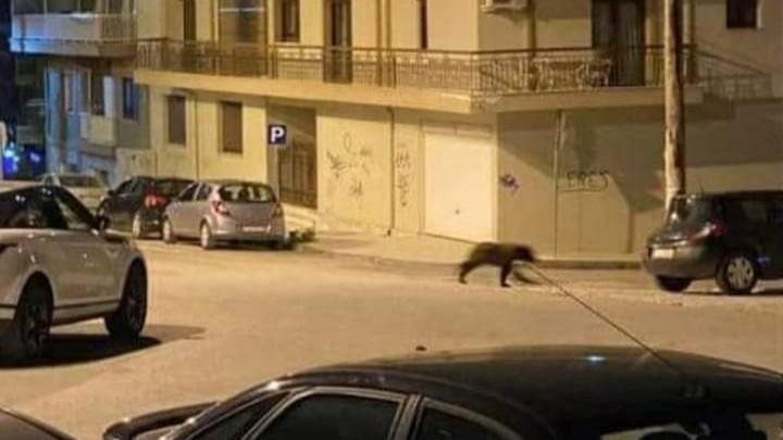 Φλώρινα: Αρκούδα “έκοβε βόλτες” στο κέντρο της πόλης