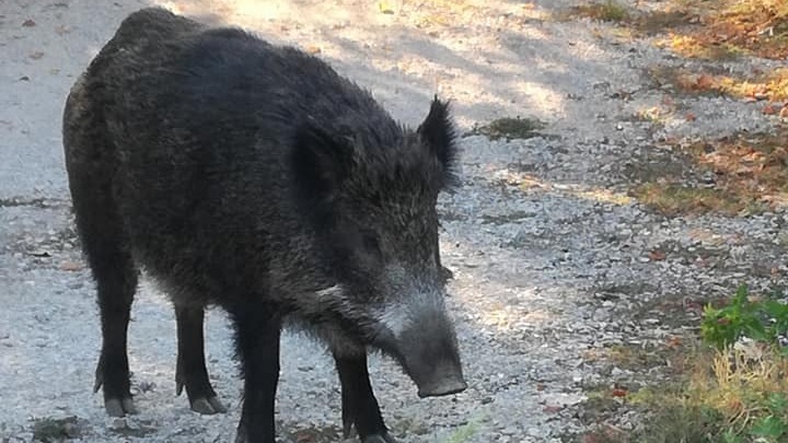 Θεσσαλονίκη: Κλουβιά σύλληψης αγριογούρουνων για την απομάκρυνσή τους από αστικές περιοχές