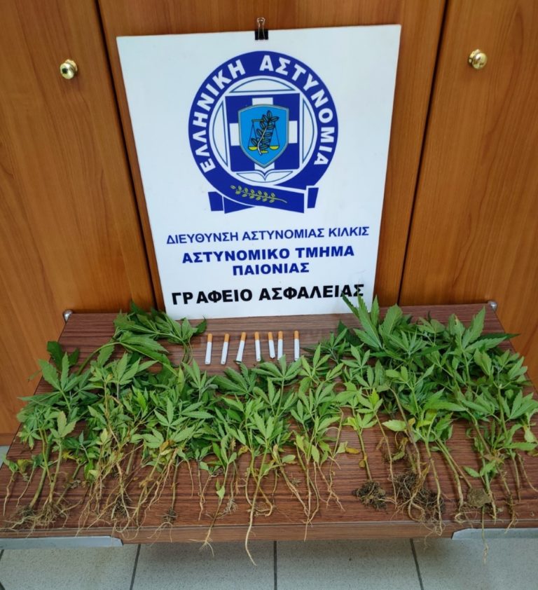 Θεσσαλονίκη: Είχε φυτεία με 59 δενδρύλλια κάνναβης στην αυλή του