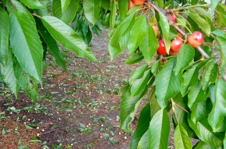 Προβλήματα σε κεράσια και βερίκοκα προκάλεσαν οι βροχοπτώσεις στην βόρεια Κυνουρία