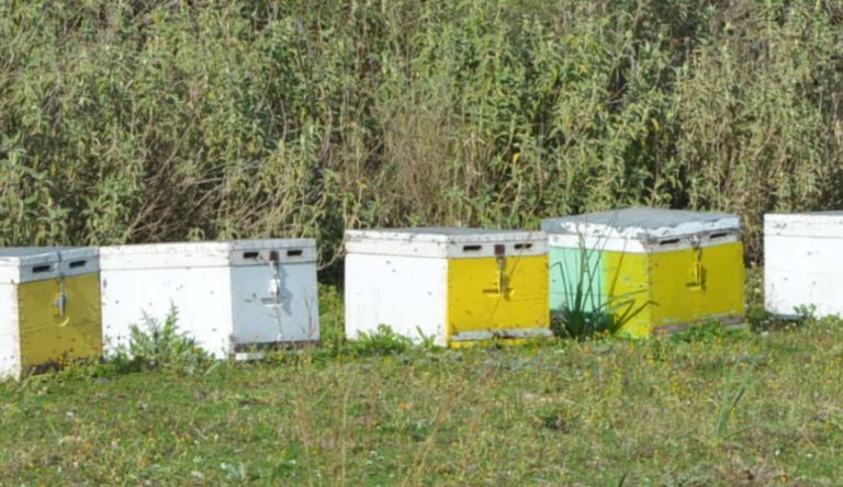 Πρέβεζα: Αρκούδα έκανε ζημιές σε μελίσσια σε ορεινά χωριά
