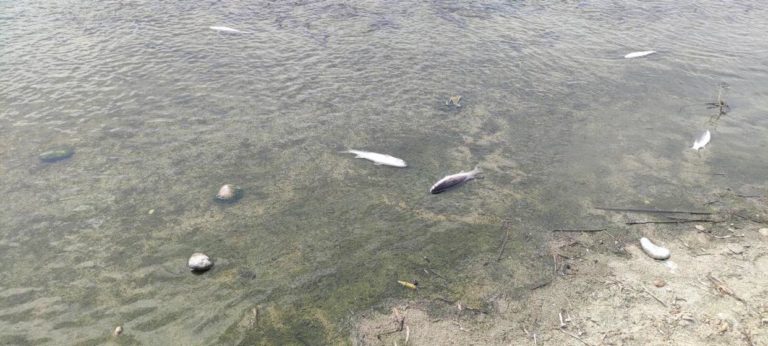 Ηράκλειο: Ο φονικός μικροφύκους του Μαλιακού Κόλπου σκότωσε τα ψάρια στον Αποσελέμη