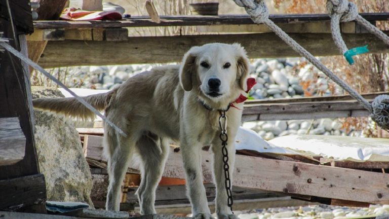 Τύρναβος: Πυροβόλησε εξ επαφής αδέσποτο σκυλάκι – Μήνυση υπέβαλε ο Δήμος